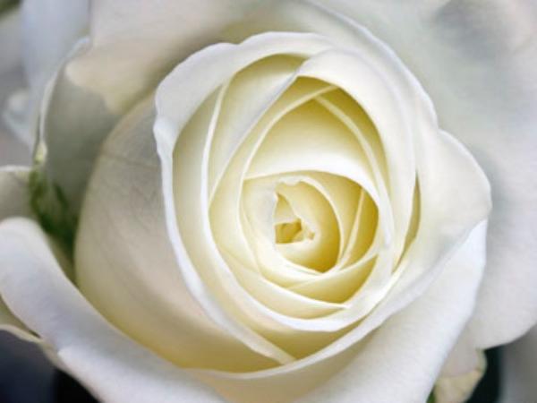 Jukolan kukkatalo - Ruusut - Valkoinen ruusu